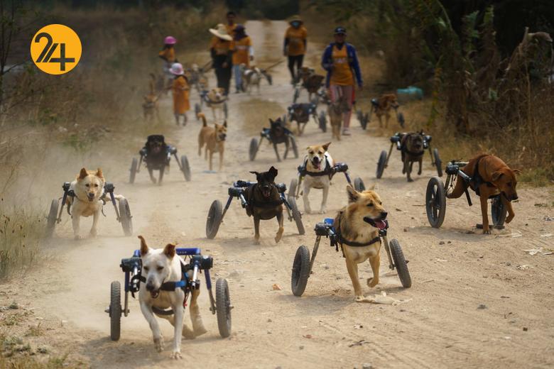 پناهگاه سگ‌های معلول