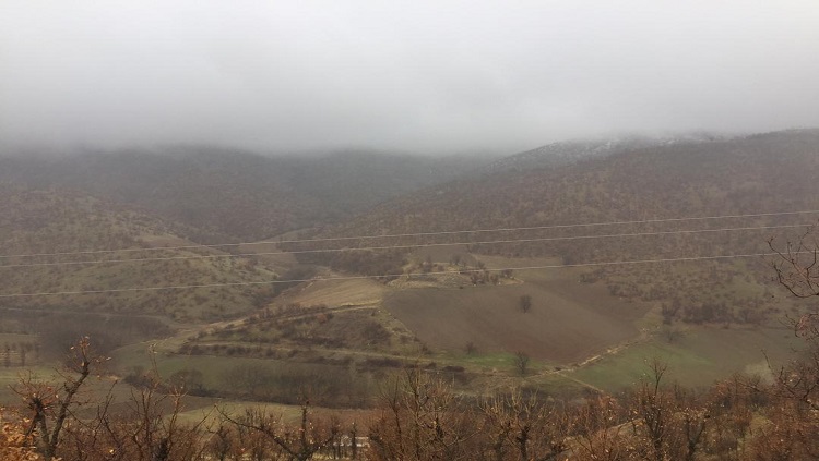 قتل عام درختان بلوط در سردشت/ چرا جنگلهای بلوط در سردشت تخریب میشوند؟ قتل عام درختان بلوط در سردشت/ چرا جنگلهای بلوط در سردشت تخریب میشوند؟