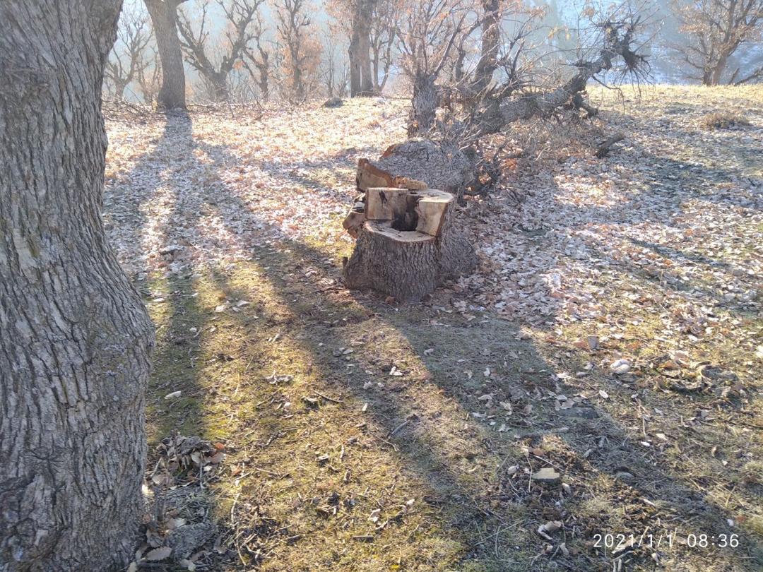 قتل عام درختان بلوط در سردشت/ چرا جنگلهای بلوط در سردشت تخریب میشوند؟ قتل عام درختان بلوط در سردشت/ چرا جنگلهای بلوط در سردشت تخریب میشوند؟