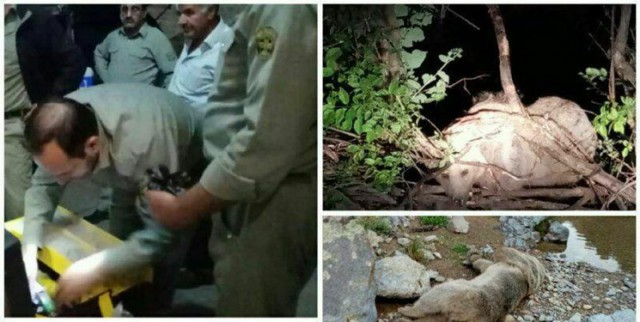 بیهوشی و انتقال موفق یک قلاده خرس قهوه‌ای فراری