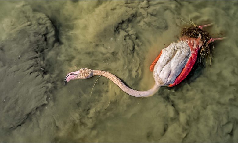 مرگ و میر تلخ پرندگان مهاجر در تالاب میانکاله