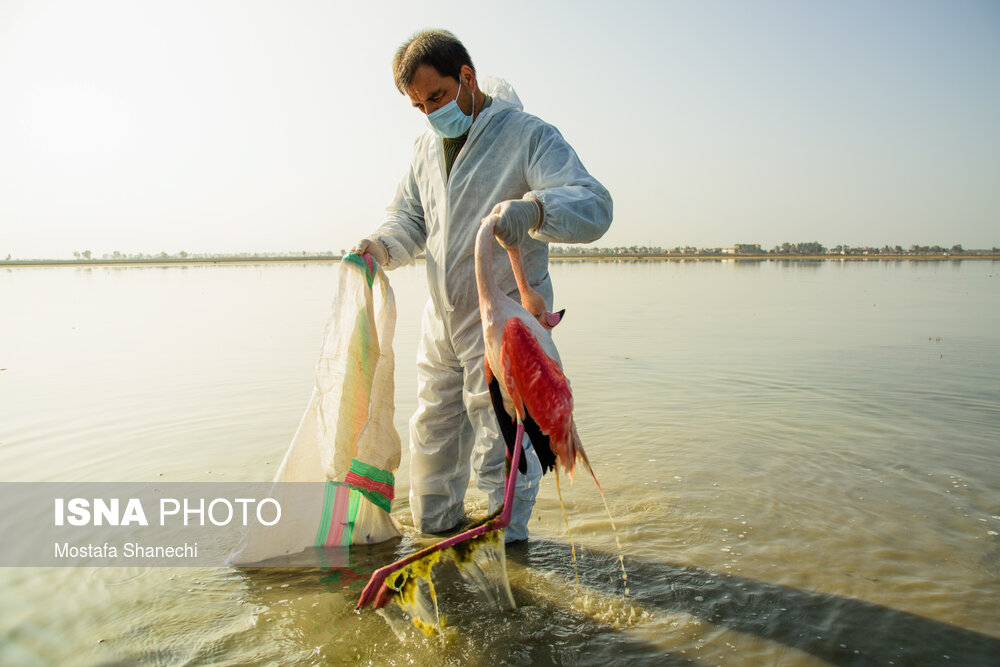میانکاله مقصد نهایی فلامینگو و چنگر