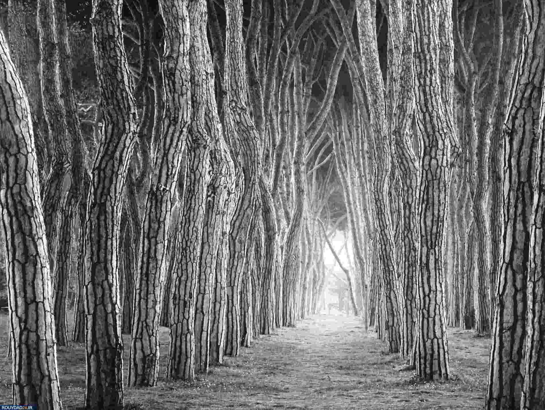 درختان جادویی مایکل کنا