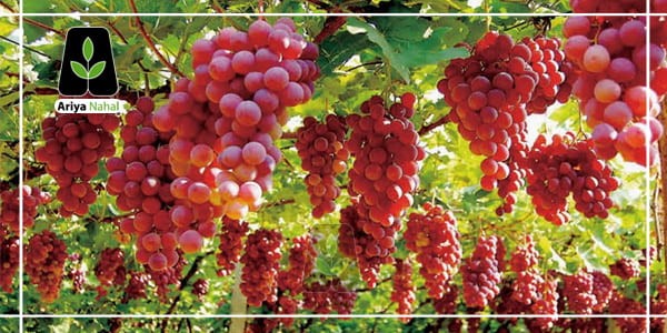 چرا خرید نهال به صورت آنلاین شامل تخفیف می‌شود؟