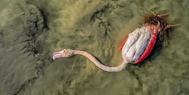 مرگ 18 هزار پرنده مهاجر در میانکاله 