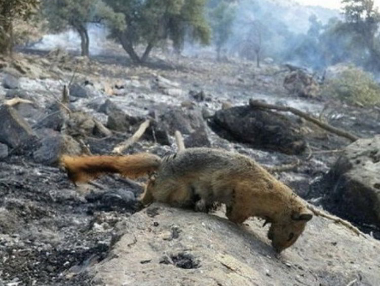 طبیعت بی‌جان/ نقش سازمان محیط زیست در آتش سوزی خائیز چه بود؟