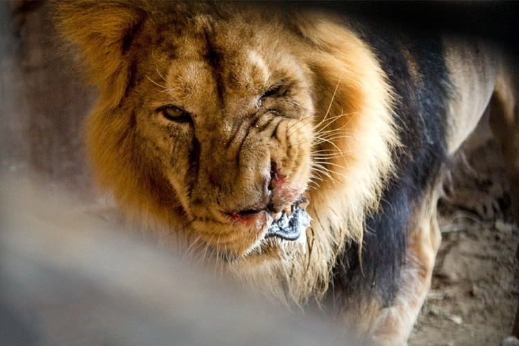 اتحاد سازمان محیط زیست و باغوحشها برای قتل حیوانات/ ماجرای بیماری هیرمان شیر باغ وحش ارم چه بود؟ اتحاد سازمان محیط زیست و باغوحشها برای قتل حیوانات/ ماجرای بیماری هیرمان شیر باغ وحش ارم چه بود؟