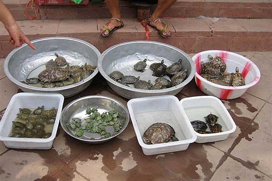 خرید و فروش «سمندر» و «لاکپشت» ممنوع است! خرید و فروش «سمندر» و «لاکپشت» ممنوع است!