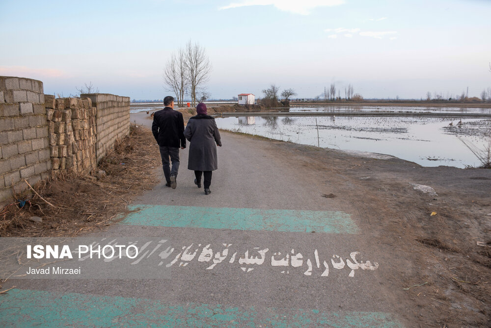 قو‌های مهاجر تالاب سرخ‌رود