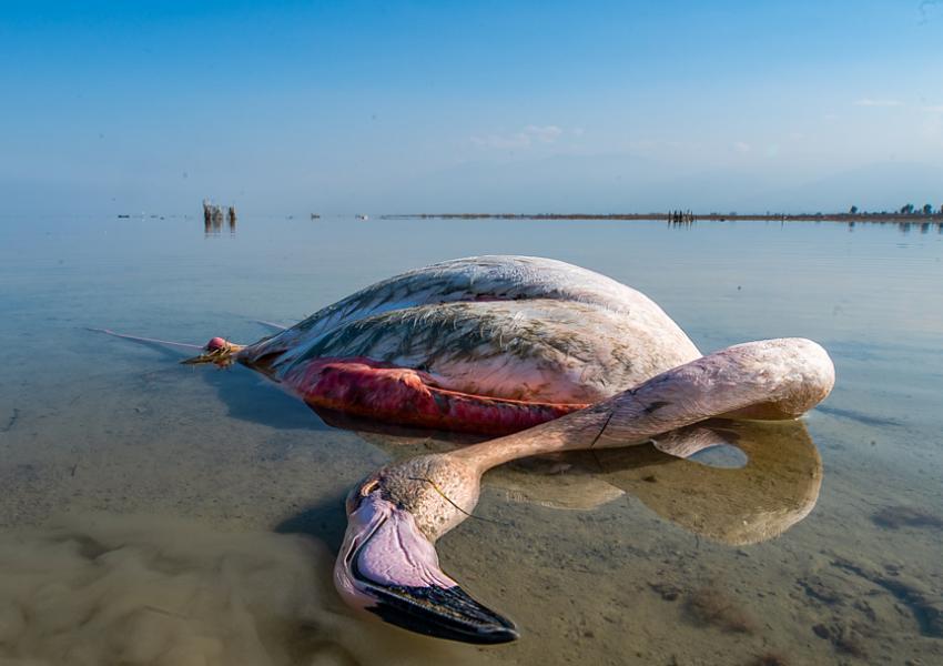 تلف شدن بیش از ۳۷ هزار پرنده مهاجر در تالاب میانکاله