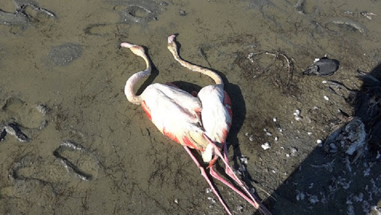 رویای ناتمام پرندگان مهاجر در ایران/ چرا پرندگان مهاجر در میانکاله می‌میرند؟