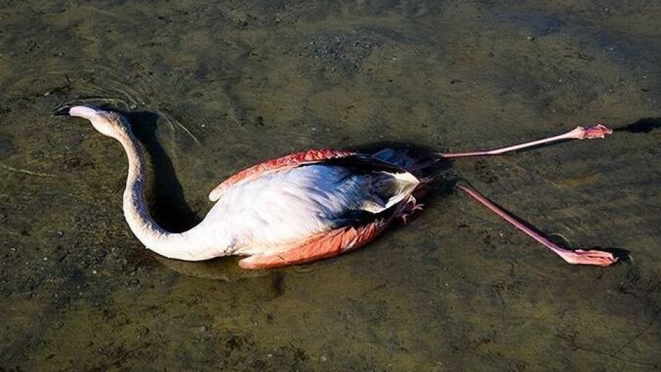 مرگ مشکوک پرند‌ه‌ها در تالاب میانکاله