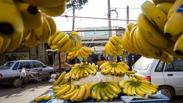 نرخ مصوب موز اعلام شد نرخ مصوب موز اعلام شد