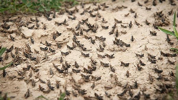 موج جدید حمله ملخها به ایران تا ۱۵ روز دیگر حمله ملخها به ایران