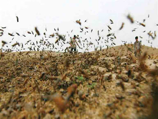 ملخهای مهاجم ۷ استان ایران را هدف گرفتهاند ملخهای مهاجم