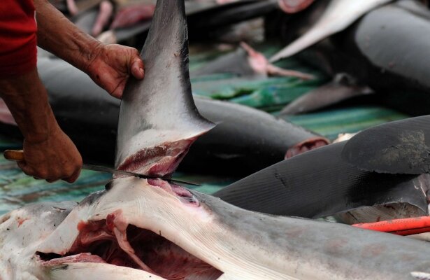 نسل‌کشی کوسه‌ها