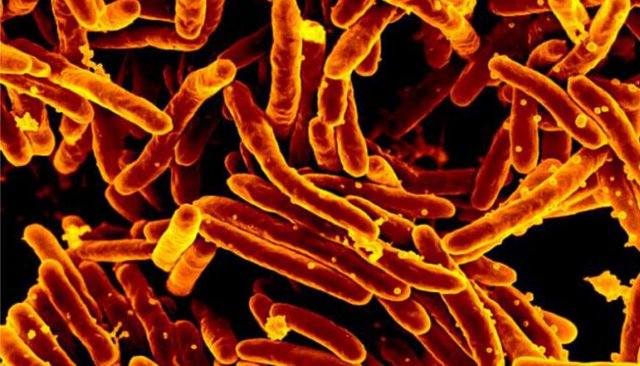 ویروس کرونا