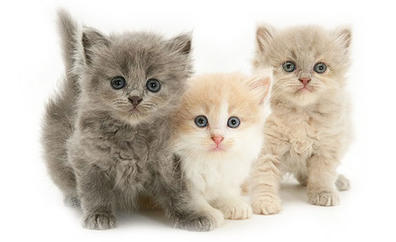 ویروس کرونا