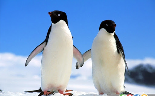 پنگوئن‌ها، عشاق در حال انقراض