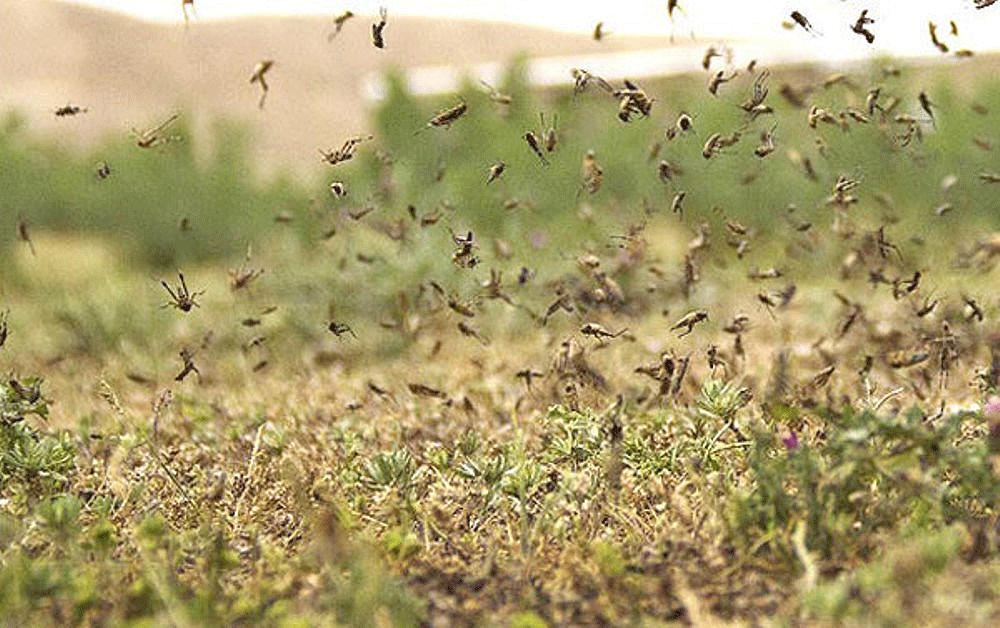 ورود موج اصلی ملخهای صحرایی تا ۱۰ روز دیگر ورود ملخهای صحرایی
