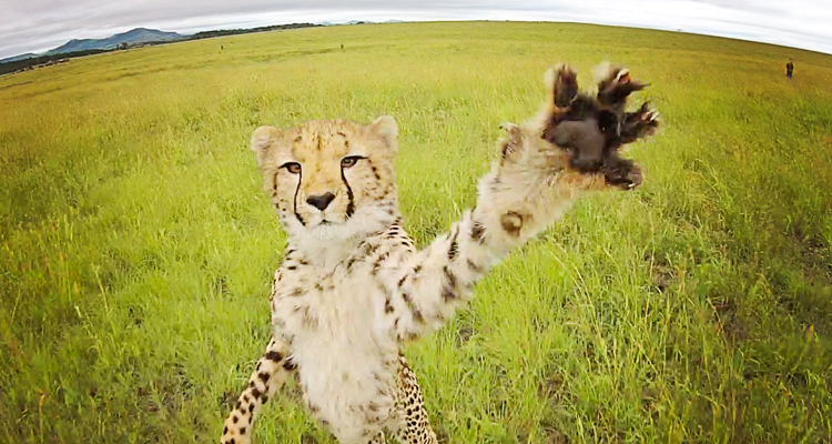 شناسایی گونه های جانوری و گیاهی