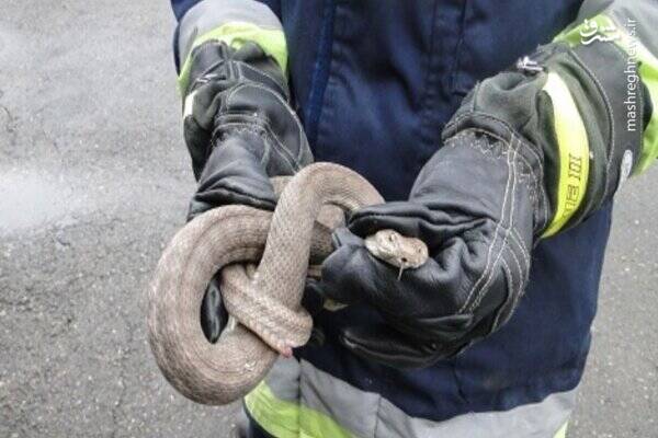 وجود مار در خودرویی