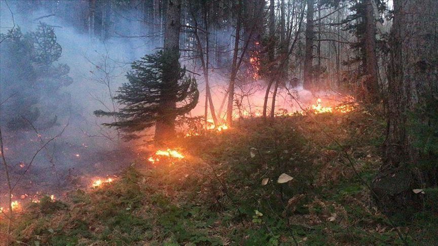 آتش سوزی جنگل های ایران