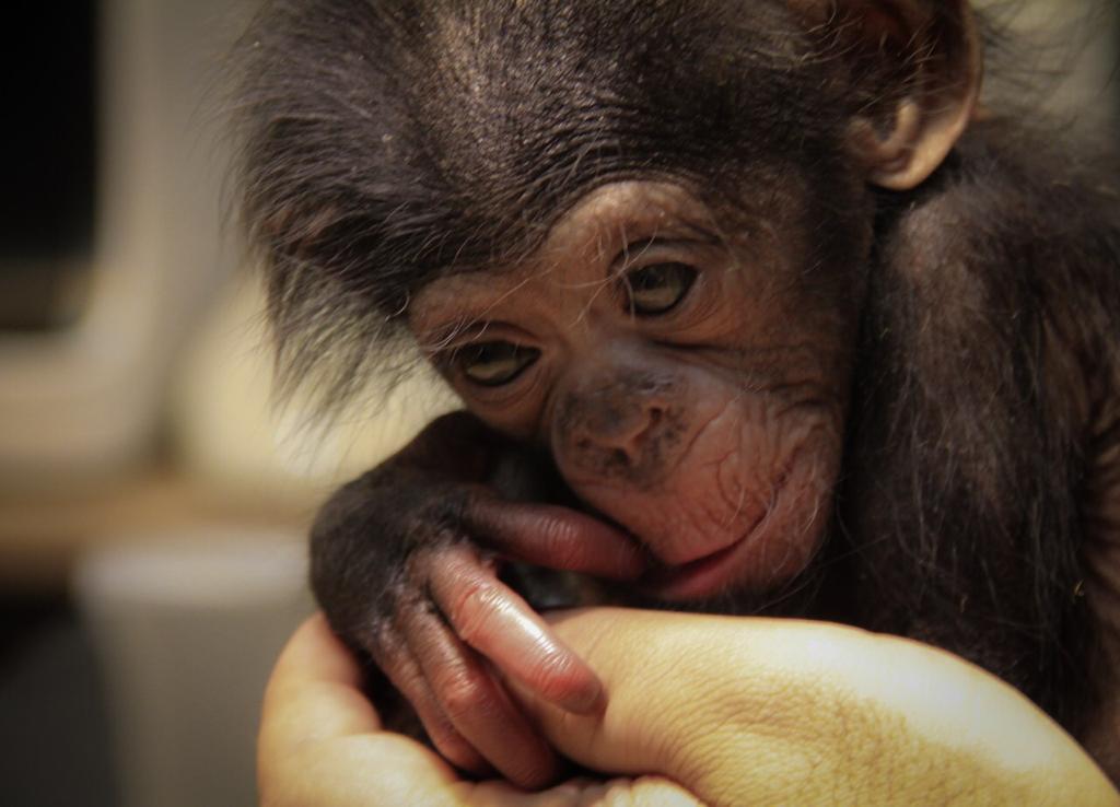 بچه شامپانزه‌ای به نام باران