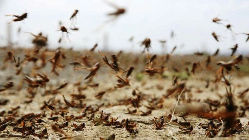 آفت ملخ صحرایی