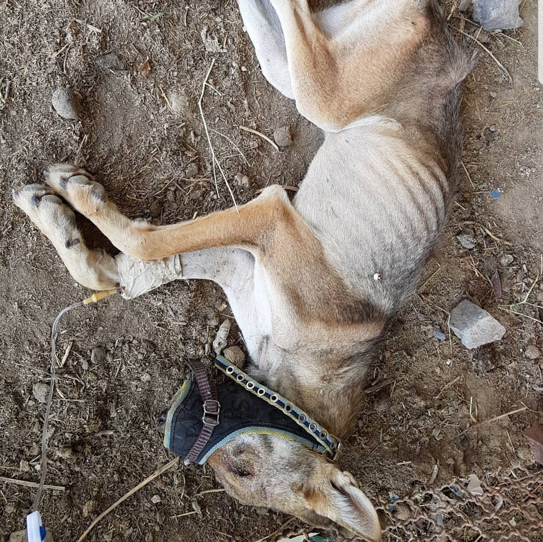 زنج و مرگ در انتظار حیوانات باغ‌وحش‌ 