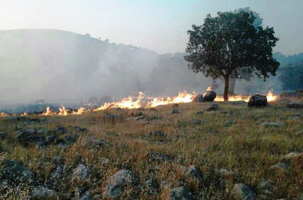 دلیل آتش سوزی در مراتع و جنگل ها دلیل آتش سوزی در مراتع و جنگل ها