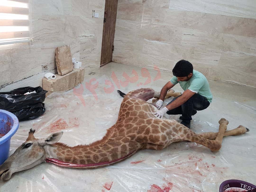 باغ‌ وحش‌ صفادشت