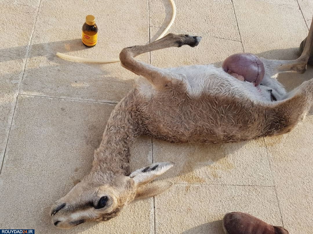 باغ وحش صفادشت