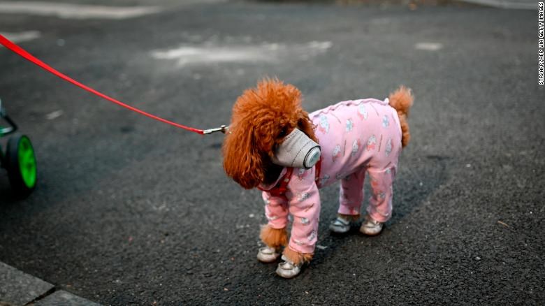 حیوانات ناقل ویروس کرونا