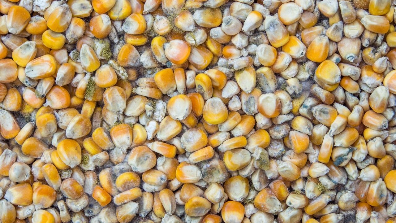 ذرت های آلوده ذرت های آلوده