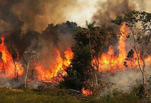 آتش سوزی جنگل‌های گچساران
