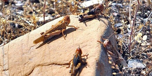 ملخ‌های صحرایی