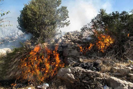 آتش سوزی در جنگل‌ها