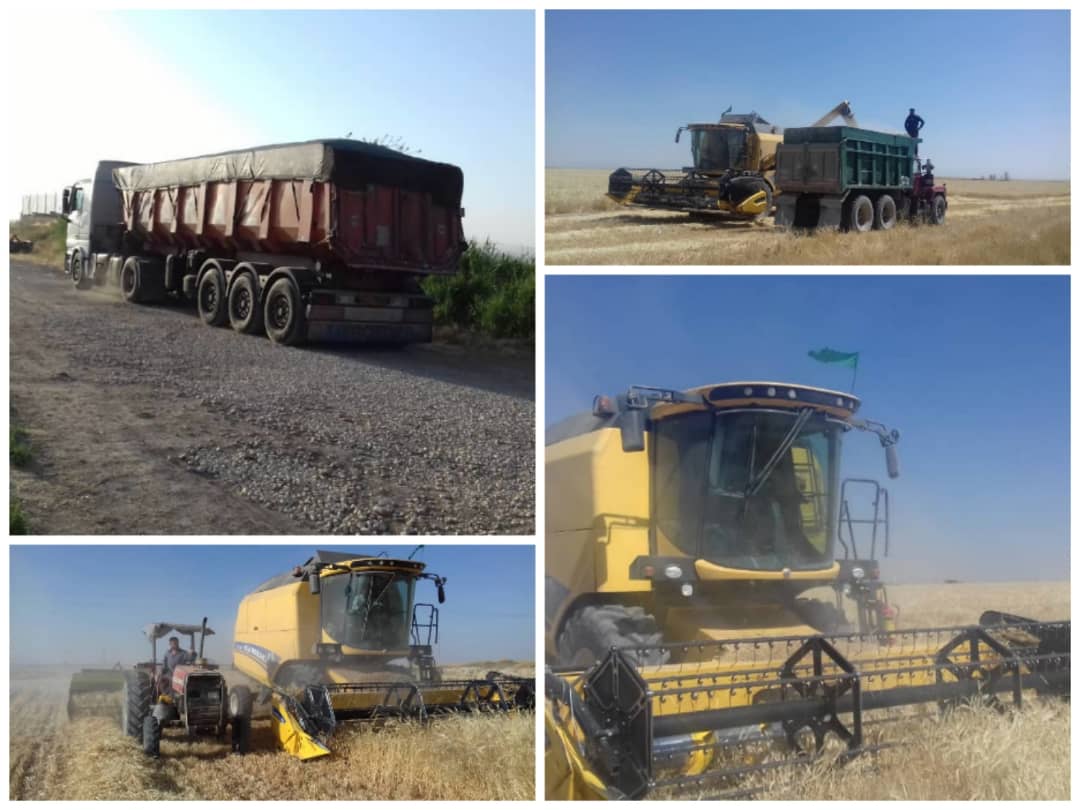  تولید نهاده دامی در صنایع شیر ایران