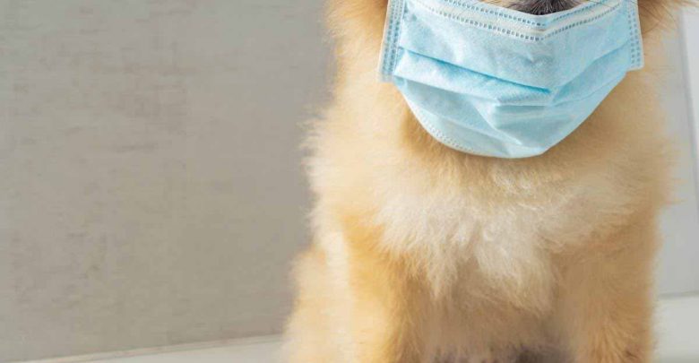 انتقال ویروس کرونا 