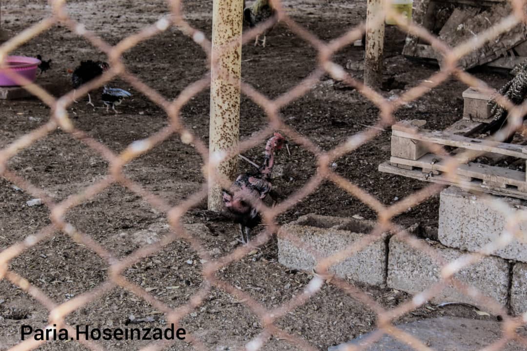 تخلفات باغ وحش هویزه تخلفات باغ وحش هویزه