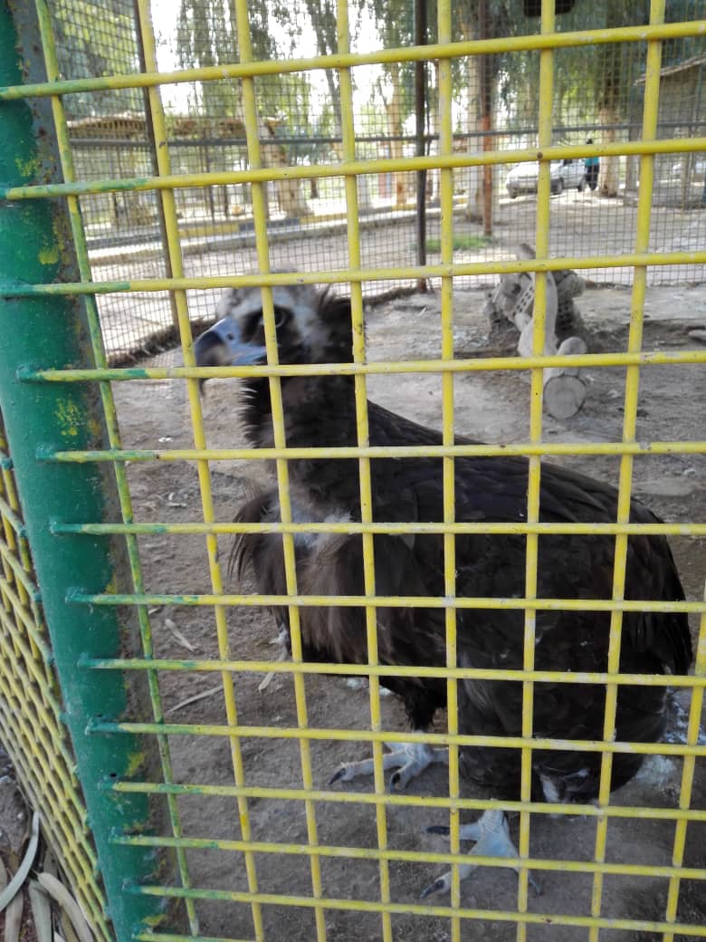 تخلفات باغ وحش هویزه تخلفات باغ وحش هویزه