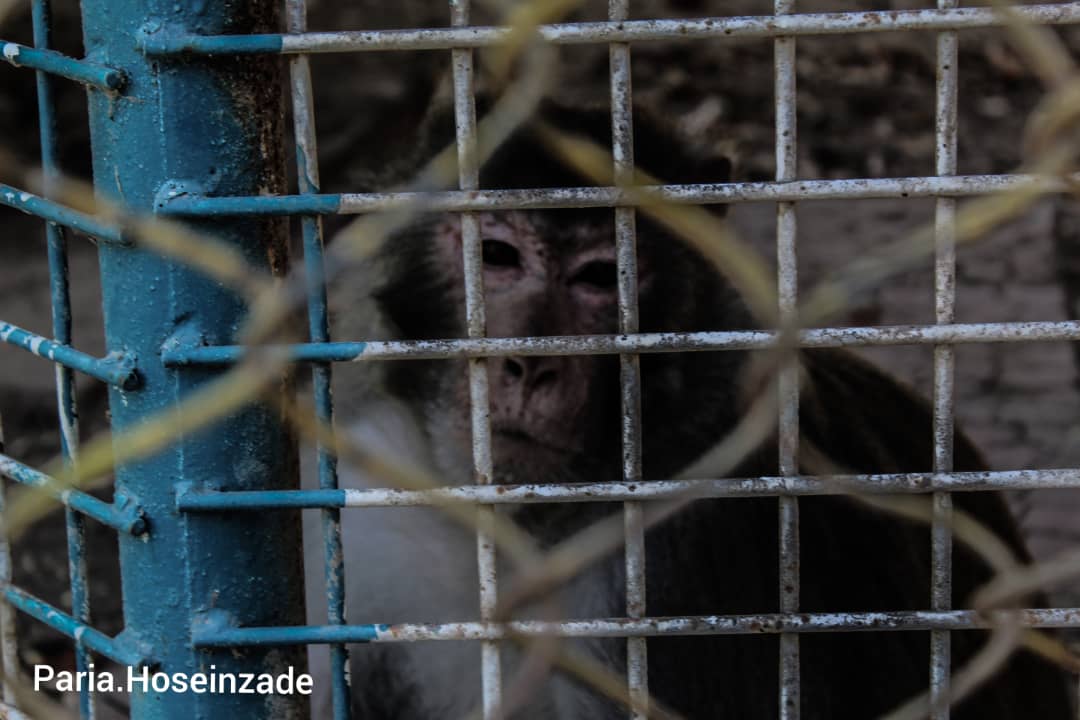 تخلفات باغ وحش هویزه تخلفات باغ وحش هویزه