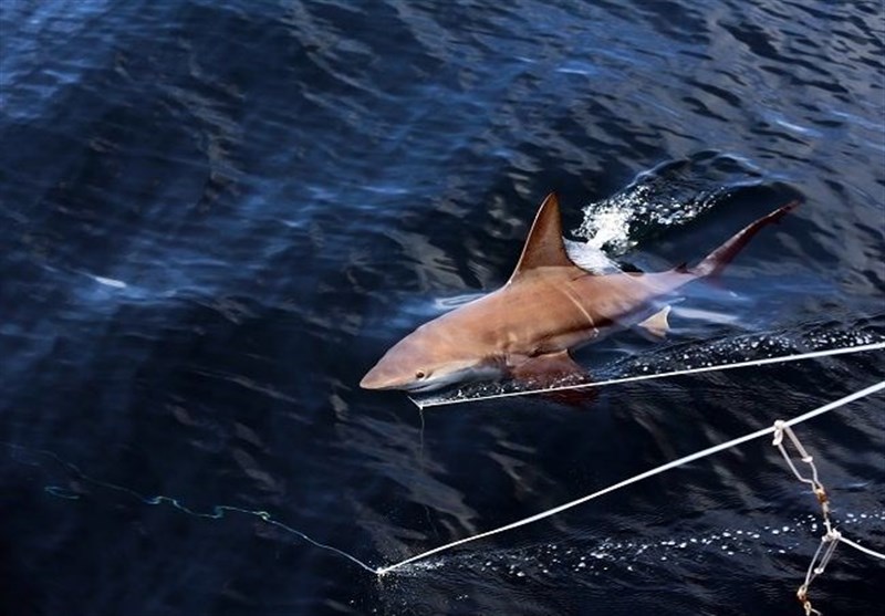 خطر انقراض کوسه&zwnj;ها در ایران