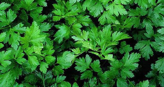 خاصیت جعفری