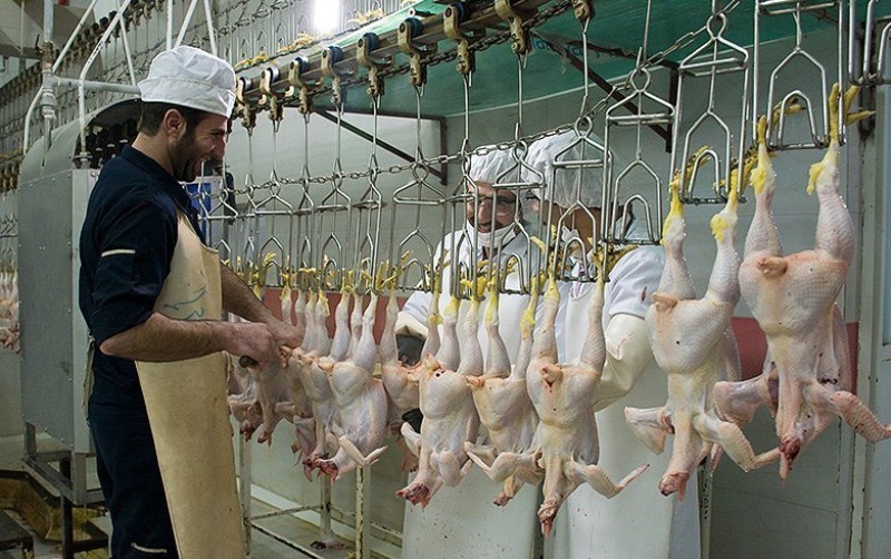 دلیل افزایش قیمت مرغ 