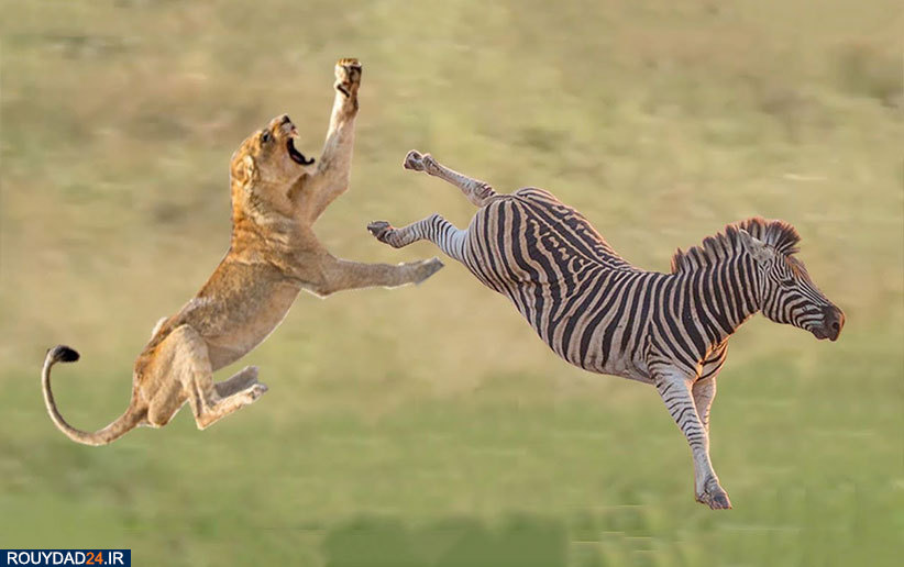 تصاویر حیات وحش