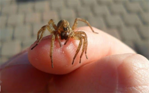 شیوع ویروس جدید کنهای شیوع ویروس جدید کنهای