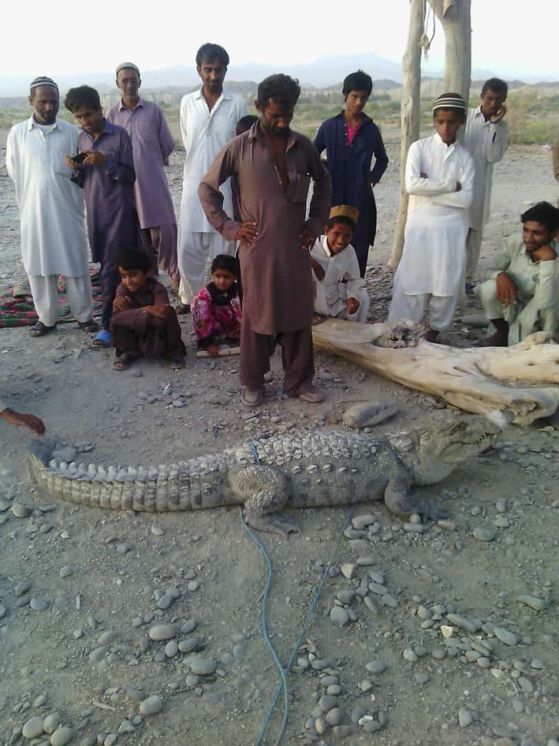 حمله گاندو به کودک 