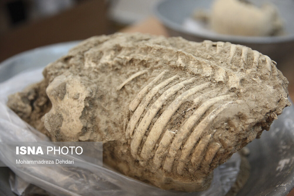 تخت جمشید تخت جمشید